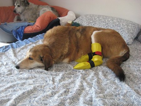 Die Hunde merken ja nicht einmal, dass sie mit den Gummipatten ins Bett steigen. Das sollten sie nicht... machen sie aber , weil die Teile einfach saubequem sind.\\n\\n07.03.2018 19:33