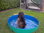 Doggy Pool in POOLFARBE ROT/BLAU, GRÜN/BLAU oder BLAU/SCHWARZ