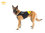 IDC Neopren Hundekleidung von K9
