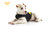 IDC Neopren Hundekleidung von K9