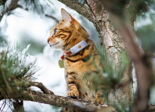 GPS für Katzen mit elastischem Halsband