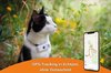 Das weltweit kleinste GPS für Katzen Weenect Cats 2