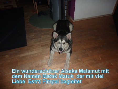 Matuk ist ein Alaska Malamut und der stolze Besitzer heisst Estra Fimpel.\\n\\n20.11.2015 12:00